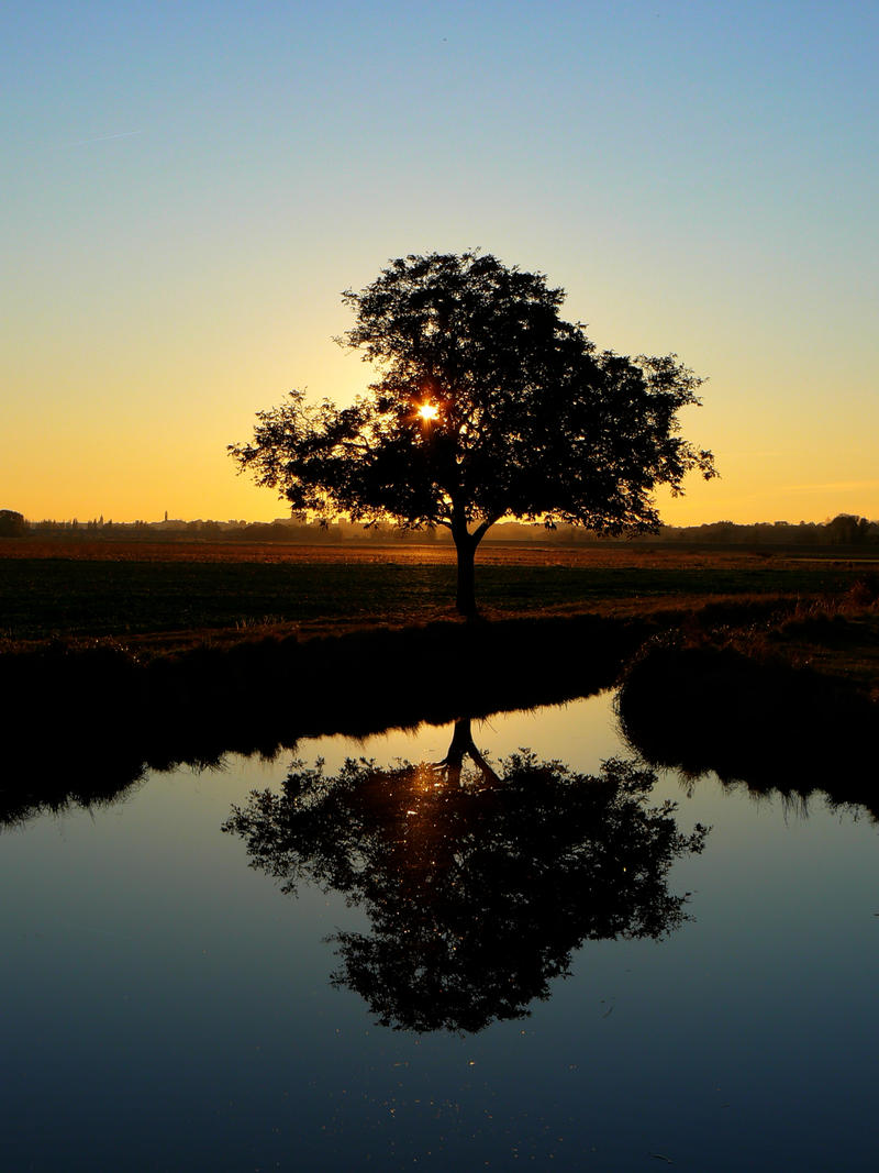 Twilight Tree II