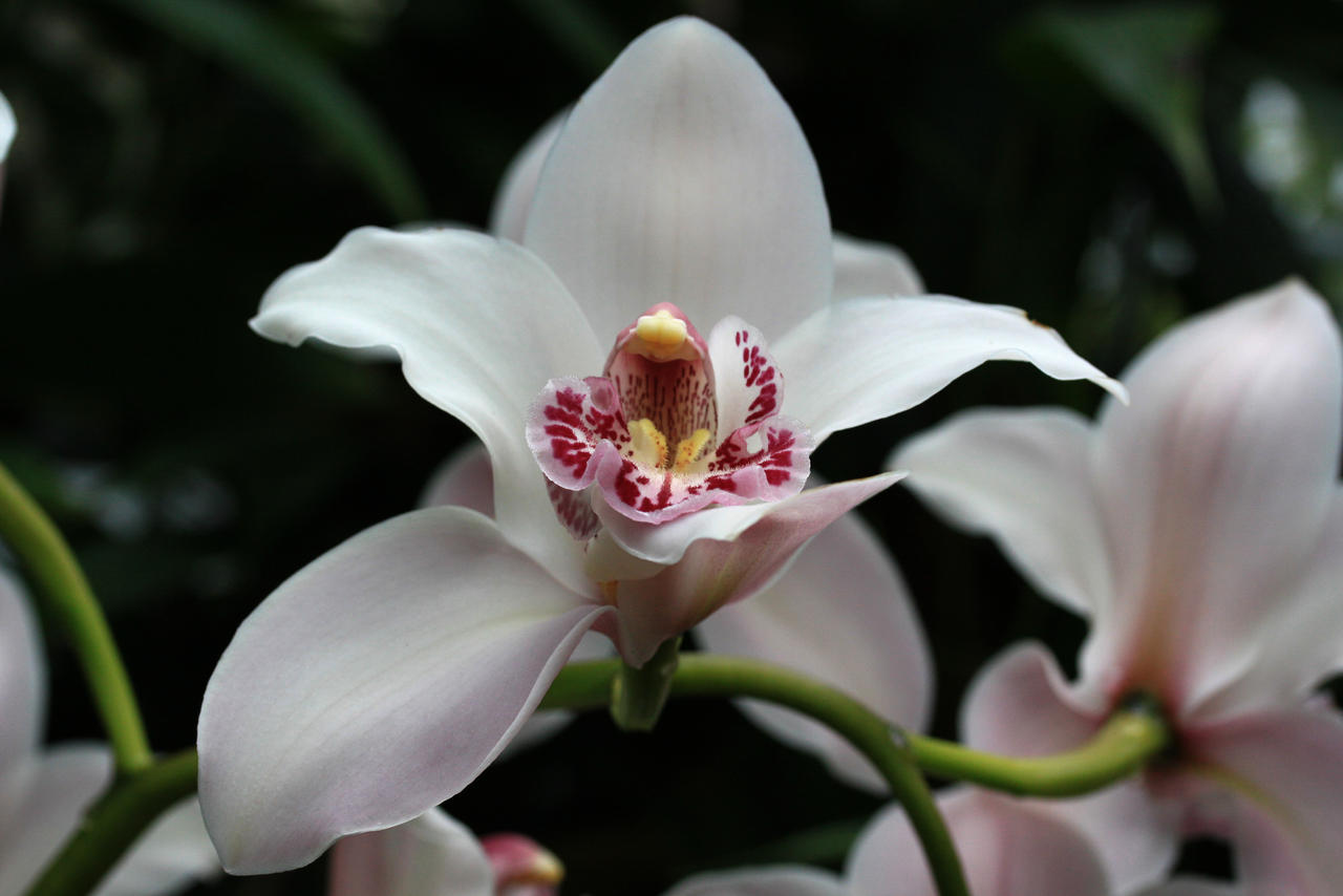 Orchid Foundation IX