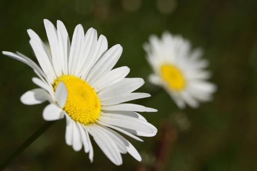 Two Daisies