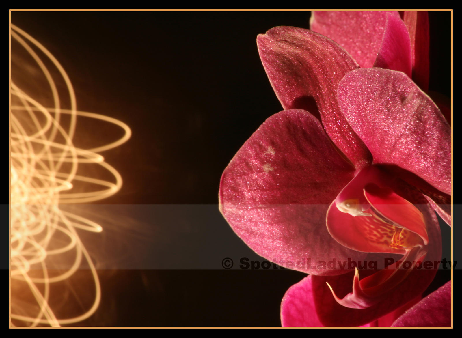 Orchid light