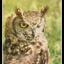 American spotted owl