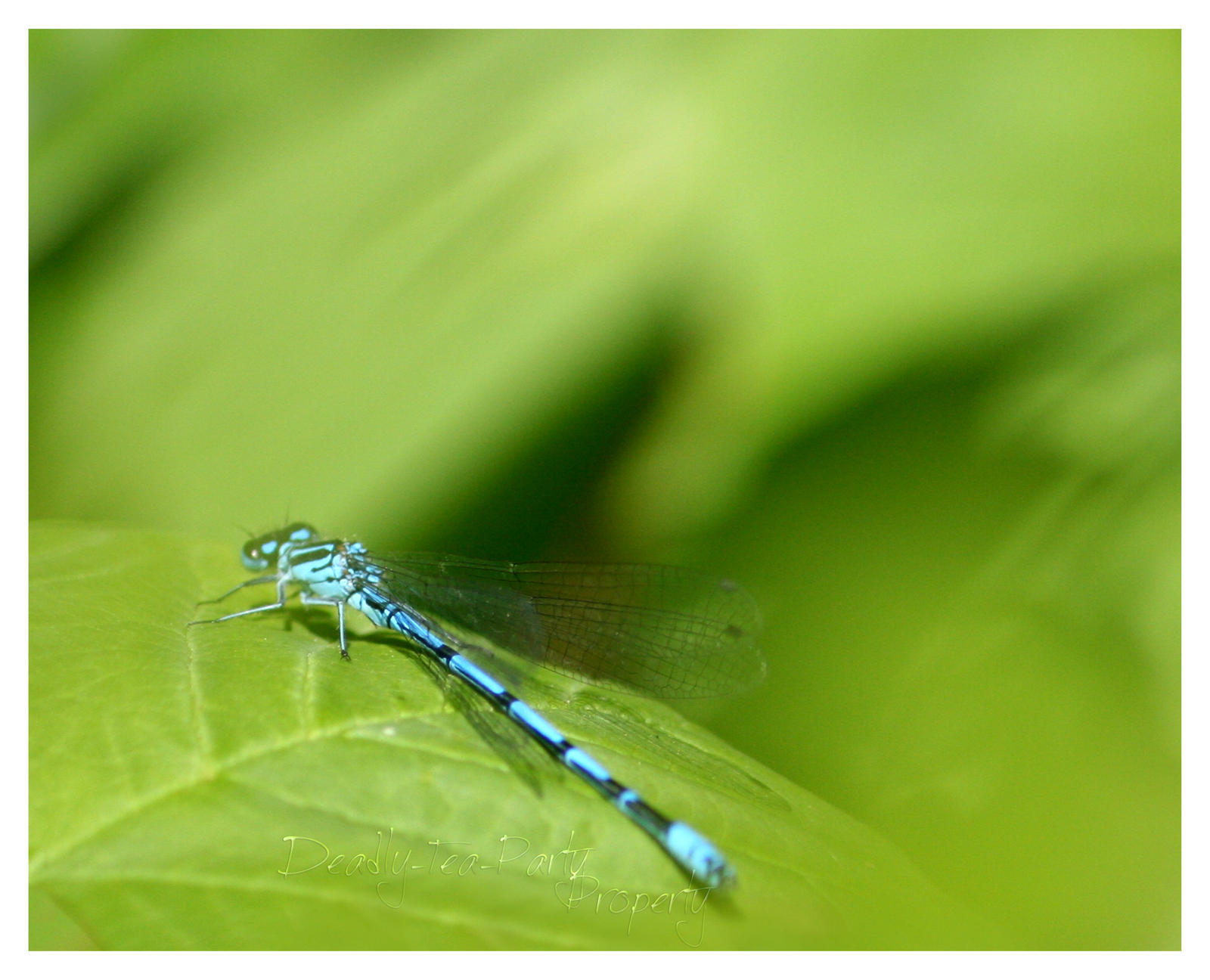 Azure Damselfly