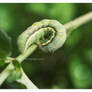 Turning around | Tomato Moth