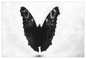 The butterfly