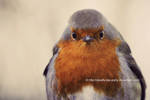 Frendly Robin by OMG-ImSoAwesome