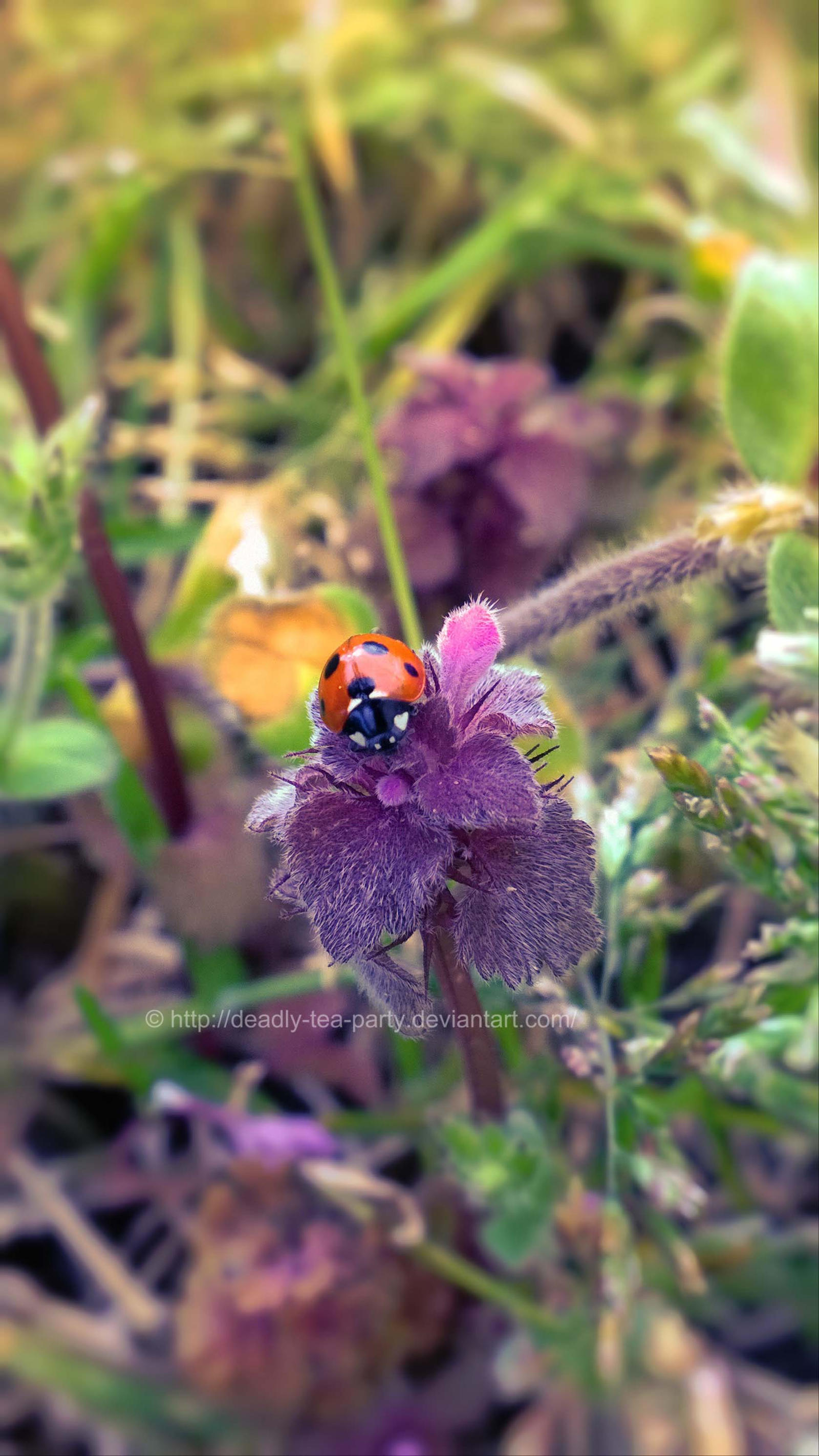 Little ladybird