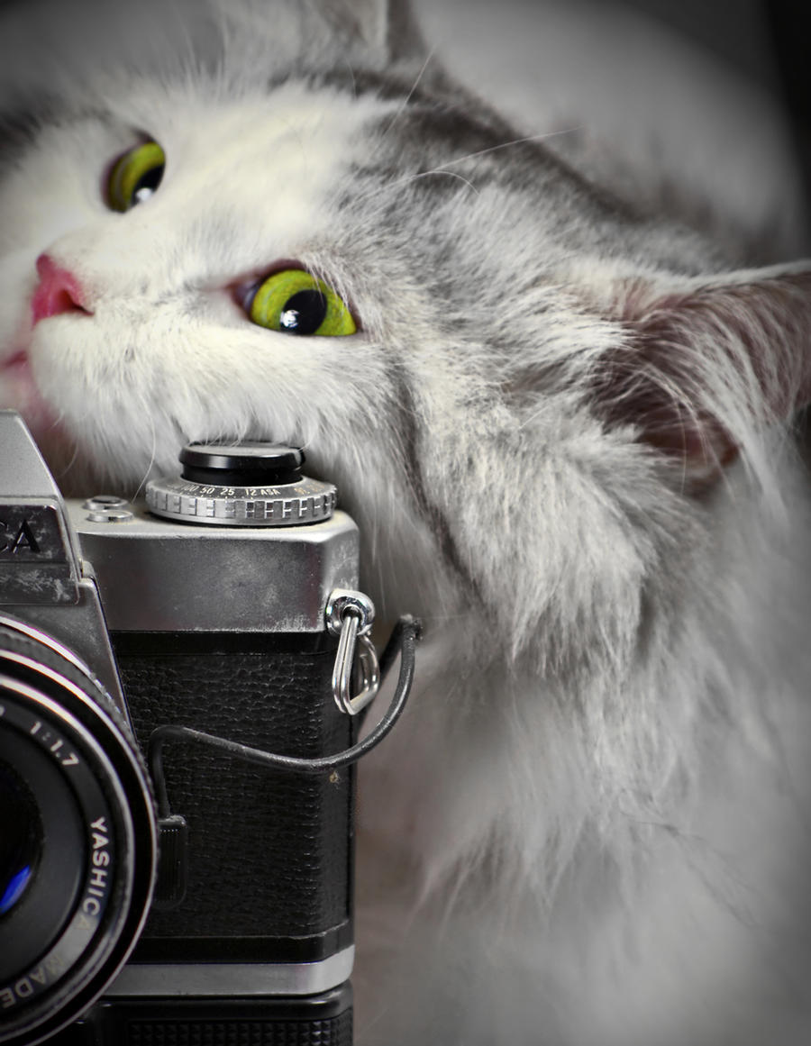 cat and camera