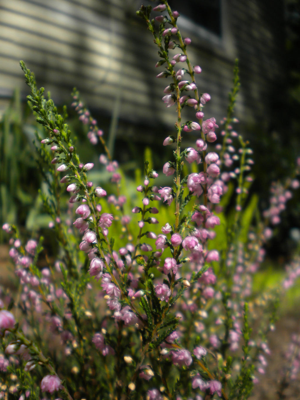 Kawaii flowers