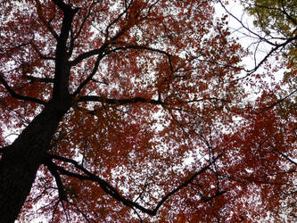 Autumn Tree 2