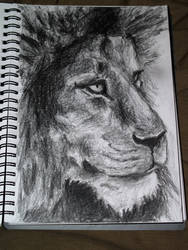 Lion sketch