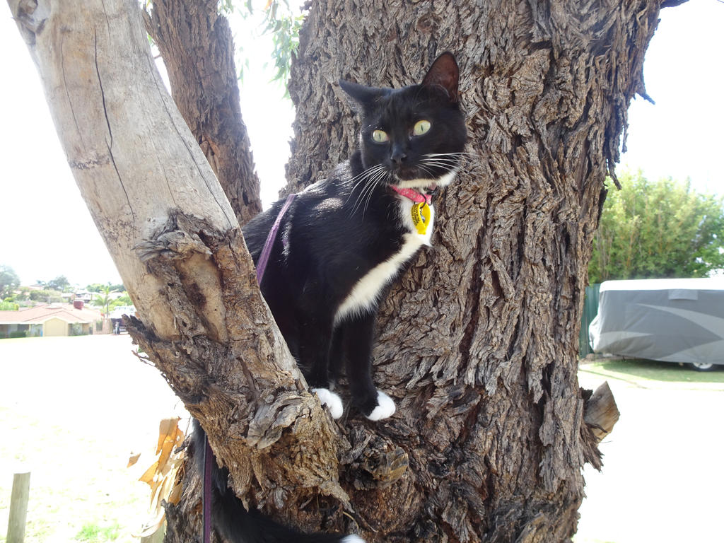 Leela at Greenwood of Perth, WA. 7 by TimothyJamesGreen on DeviantArt