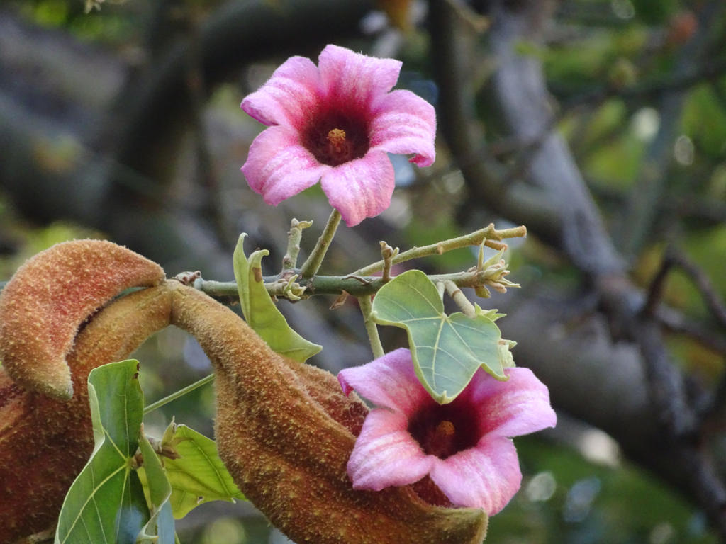 Pink flower 2 by TimothyJamesGreen