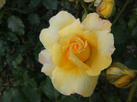 yellow rose 2