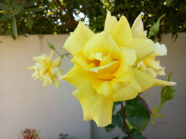 yellow rose 6