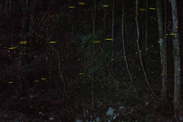 Fireflies Gold Coast Australia - Fire Flies