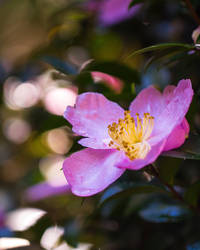 Tamborine Mountain Botanical Gardens