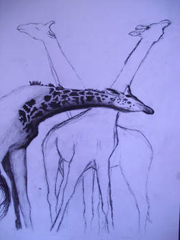 For People Who Love Giraffes