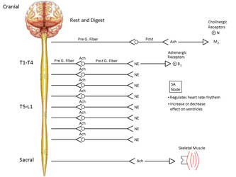 Rest and Digest Nervous System