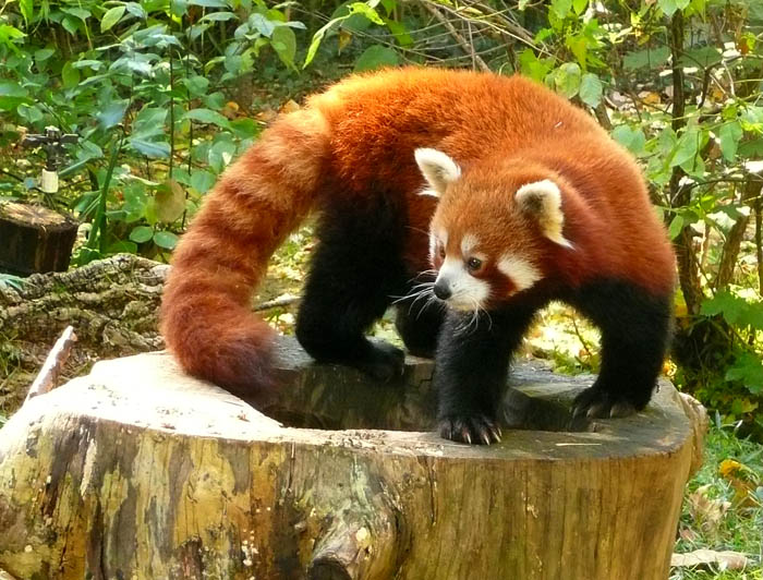 Flexible Panda