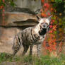 Striped Hyena and Red