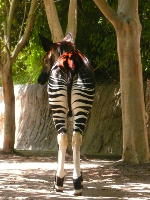 Stripey Behind