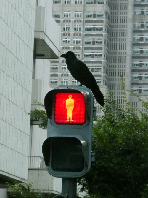 Stop. Crow.