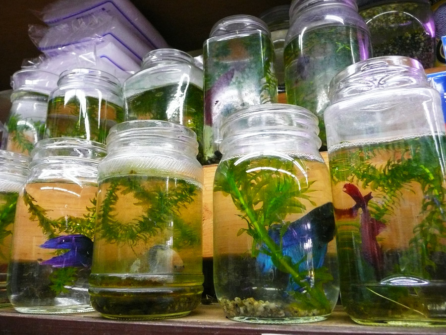 Fish Jars