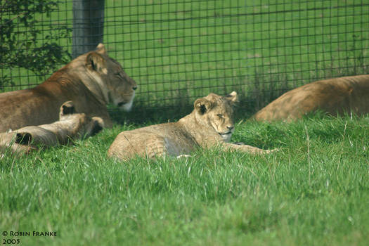 Cub asleep