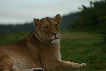 Dusk Lionesses