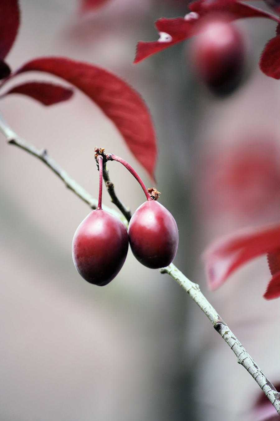 Wild plum