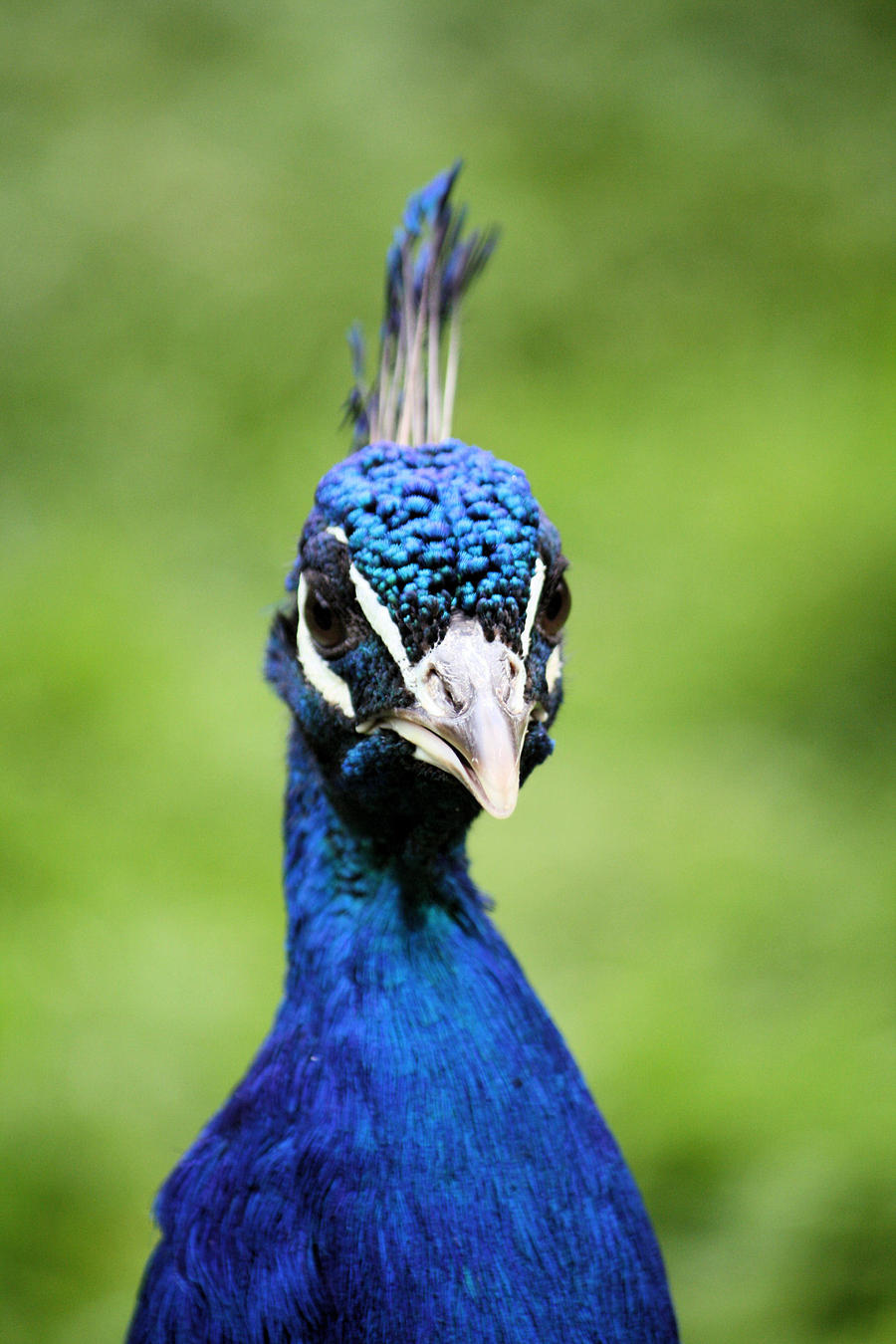 Peacock Portrait