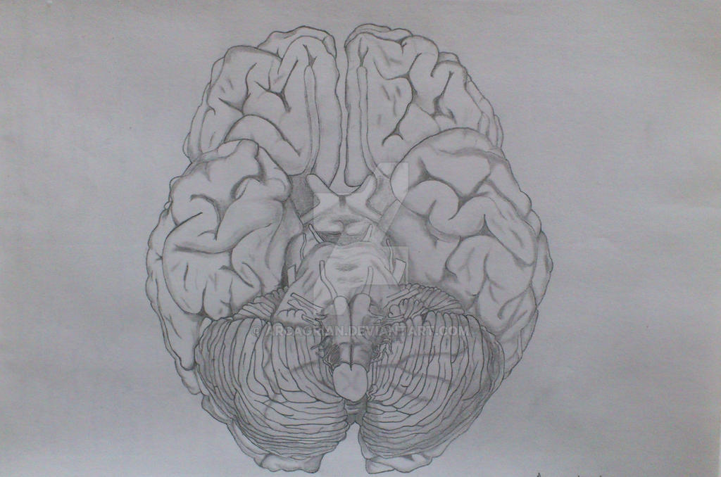 Human brain by Arcagrian on DeviantArt