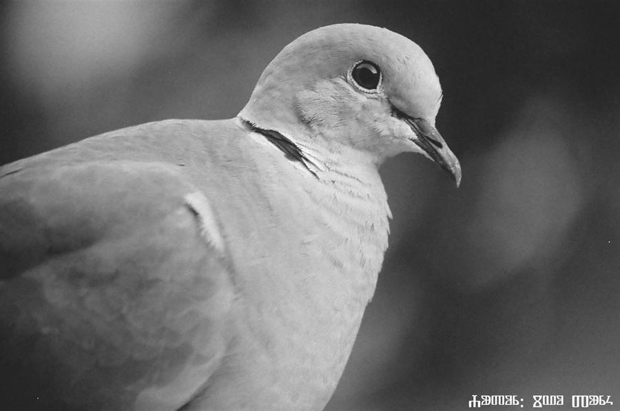 My Collared Dove 4