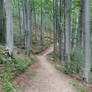 Path through the forest