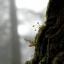 Moss 3