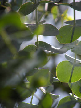 Eucalyptus Above 3