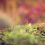 Autumn Blossom