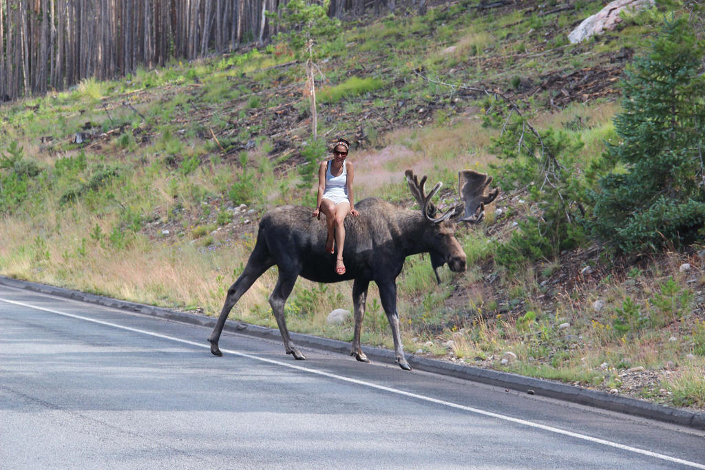 Moose Ride 2 by tacorrific on DeviantArt