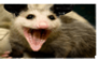 Possum Stamp