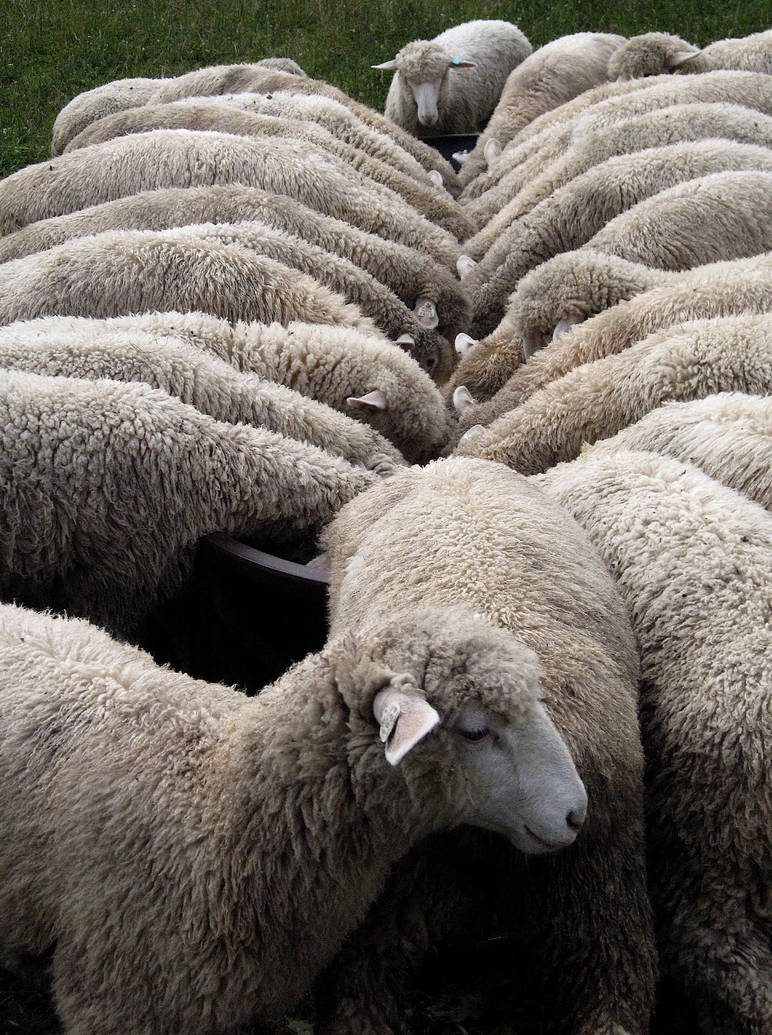 Sheep Surfing by shephere on DeviantArt