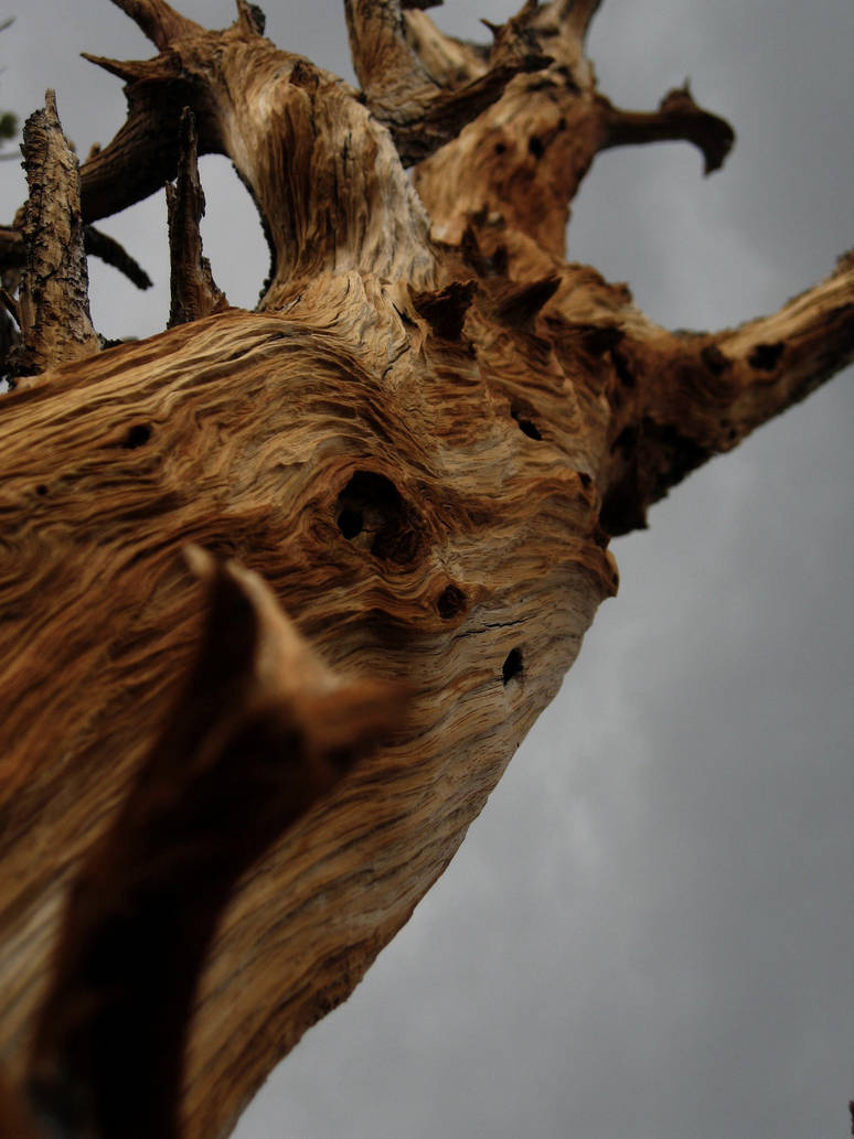 Ancient Rrot Ancient Roots by shephere on DeviantArt