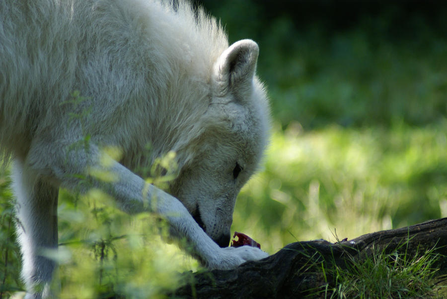 Polar Wolf by Katzilla13 on DeviantArt