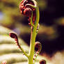 New Zealand Koru