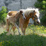 Frolickin'