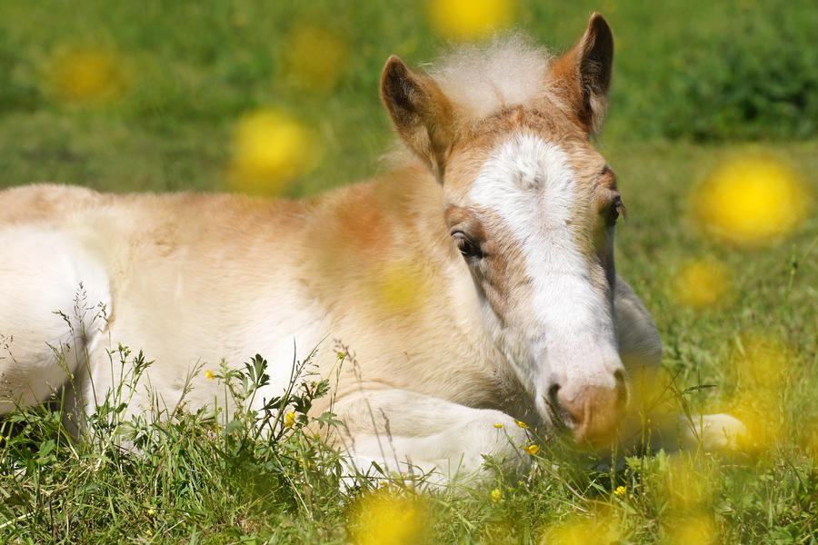 Kleine Schlafmuetze