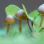 Mini-Mushrooms