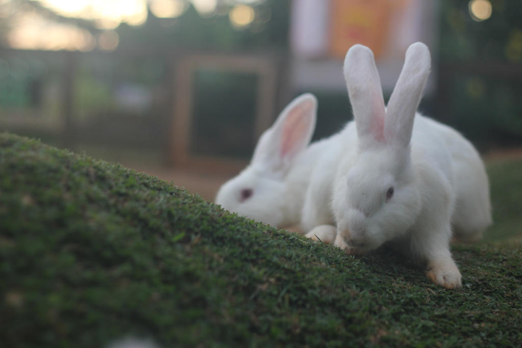 Rabbits in Wonderland (2) by mchko