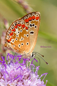 Spotted Butterfly