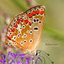 Spotted Butterfly