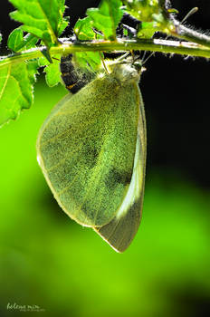 Greenish Butterfly
